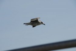 _DSC3336