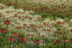 egmond_april_0241_2012