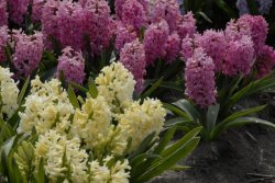egmond_april_0252_2012