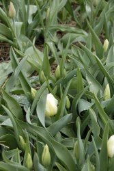 egmond_april_0255_2012