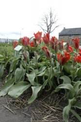 egmond_april_0260_2012