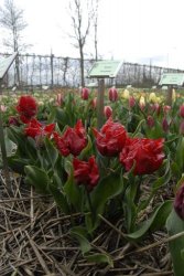 egmond_april_0262_2012