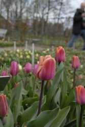 egmond_april_0263_2012