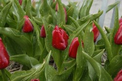 egmond_april_0264_2012