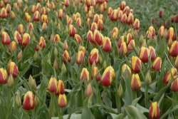 egmond_april_0266_2012