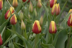 egmond_april_0267_2012