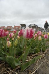 egmond_april_0268_2012
