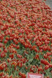 egmond_april_0272_2012