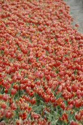 egmond_april_0273_2012