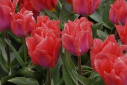 egmond_april_0275_2012