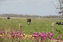 egmond_april_0392_2012